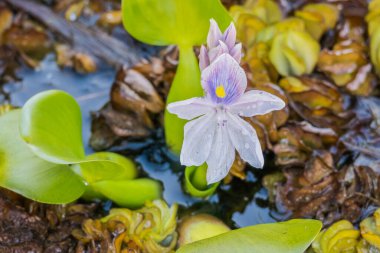 Çiçek suyu sümbülü Eichhornia crassipes 