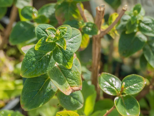 Planten Hypericum Inodorum Tutsan Met Zonlicht Buiten Met Direct Zonlicht — Stockfoto