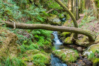 Yaz mevsiminde İspanya 'daki ormandan geçen dere.