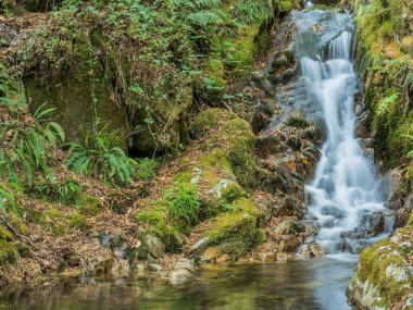 Nehir ormanda küçük bir şelale oluşturuyor.