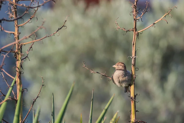 Vogelsperling Hockt Auf Einem Ast Mit Sonnenlicht Freien — Stockfoto