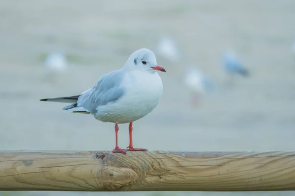 Bird Black Headed Gull Perched Wood Close View — Stock Photo, Image