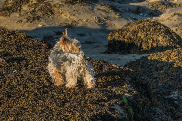 Yorkshire Terrier Perro Orilla Del Mar Las Rocas Con Algas — Foto de Stock