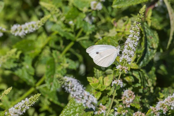 Gran Mariposa Blanca Flores Menta Día Soleado — Foto de Stock