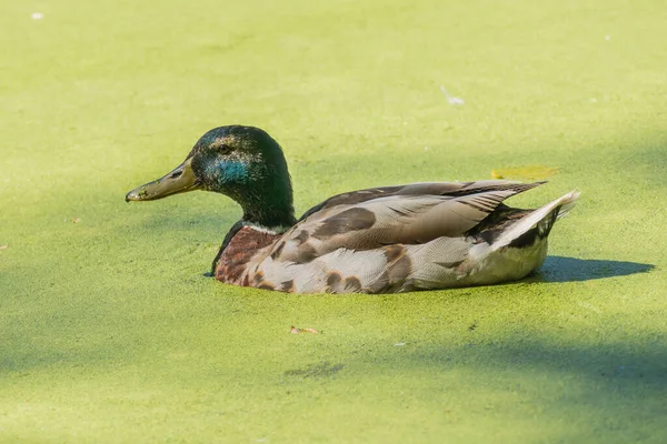 Stockente Schwimmt See Mit Algen Der Oberfläche — Stockfoto