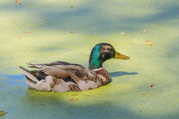 Ánade Real Nadando Lago Cubierto Algas — Foto de Stock