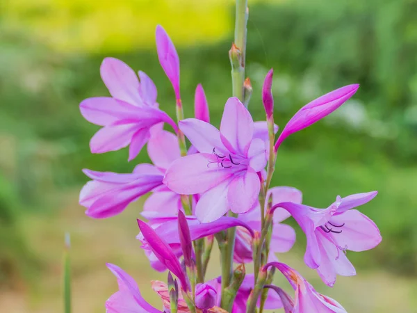 Gladiolus Kwiaty Łące Świeżym Powietrzu Lecie — Zdjęcie stockowe