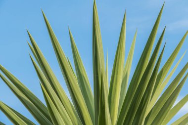 Mavi gökyüzü arka planında yucca palmiye yaprakları