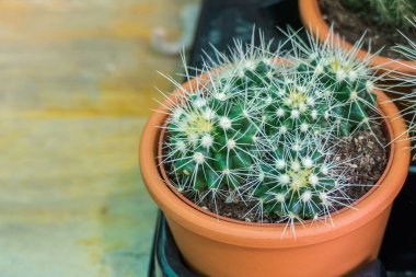 Kapalı bir tencerede kaktüs. Gün ışığında yakından görülüyor.