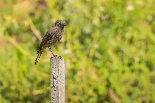 Pássaro Preto Redstart Phoenicurus Ochruros Empoleirado Poste Madeira — Fotografia de Stock
