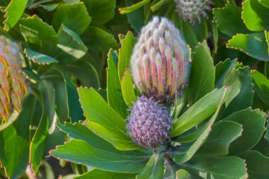 Leucospermum Veldfire bitkisi. Dışarıda ampuller ve güneş ışığı var.