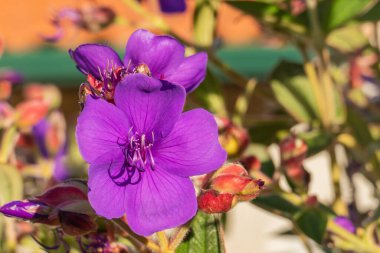 Bitkinin görkemli çalılarından güneş ışığıyla gelen mor çiçekler.