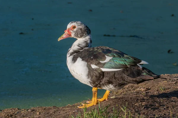 Pato Muscovy Cairina Moschata Orilla Del Lago Verano — Foto de Stock