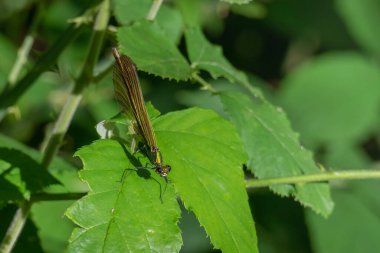 Küçük hanım sineği yazın güneş ışığıyla yeşil bir yaprağa tünedi.