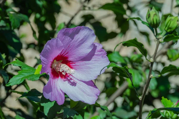 Fleur Rose Mauve Hibiscus Syriacus Vue Près Extérieur Lumière Soleil — Photo