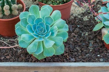 Eheveria bitkisi kapalı alanda çam kabuğuna konmuş.