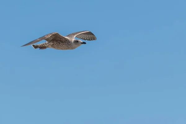 Νεαροί Γλάροι Που Πετούν Απομονωμένοι Στον Γαλάζιο Ουρανό Καλοκαίρι Larus — Φωτογραφία Αρχείου