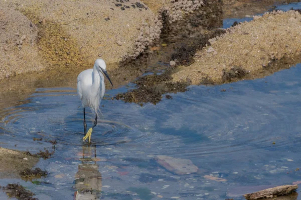 Λίγο Egret Περπάτημα Και Ψάρεμα Κατά Μήκος Της Παραλίας — Φωτογραφία Αρχείου