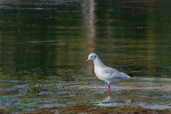 Chroicocephalus Ridibundus Μαύρο Κεφάλι Γλάρος Στην Ακτή Καλοκαίρι — Φωτογραφία Αρχείου