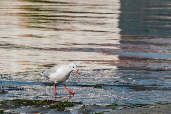 Chroicocephalus Ridibundus Gaivota Cabeça Preta Costa Mar Verão — Fotografia de Stock