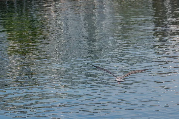 Junge Möwe Fliegt Abendlicht Über Das Meer — Stockfoto