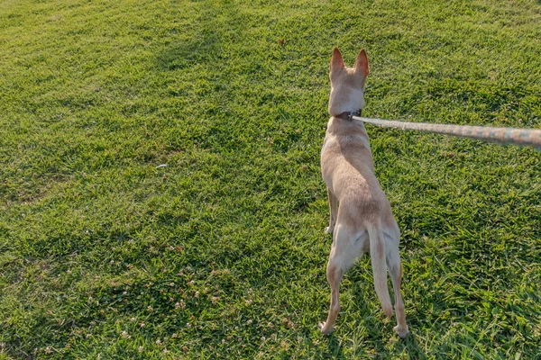 狗在公园的草地上 用皮带牵着一只葡萄牙猎犬 — 图库照片