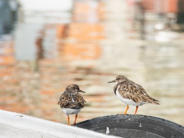 Turnstone kuşları, arka planda deniz olan bir geminin tekerine tünediler.