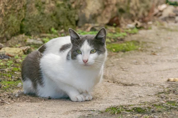 Gato Con Pelo Blanco Gris Calle —  Fotos de Stock