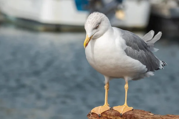 Bird Seagull Yellow Legged Harbour Perched Wood — Stock Photo, Image