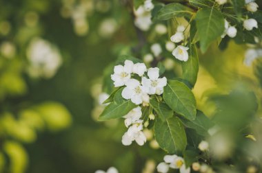 Sadece beyaz kiraz çiçekleri çiçek açan.