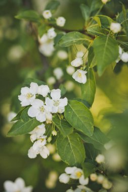 Sadece beyaz kiraz çiçekleri çiçek açan.