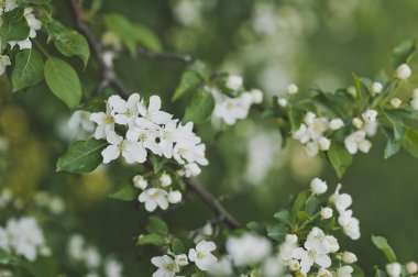 Bush ile arka plan bulanık kiraz çiçekleri.