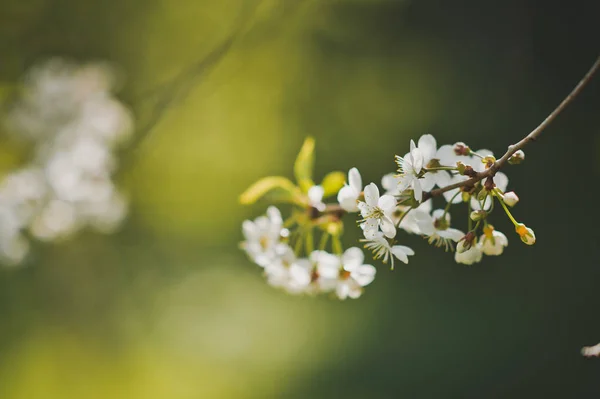Großes Foto Von Weißen Kirschblüten Zur Zeit Der Blüte — Stockfoto