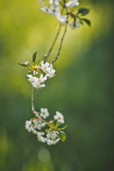 Large Photo White Cherry Flowers Time Flowering — Stock Photo, Image