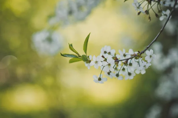 Großes Foto Von Weißen Kirschblüten Zur Zeit Der Blüte — Stockfoto
