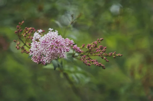 Flowering Shrub Hungarian Lilac — Stock Photo, Image