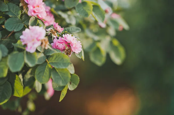 Rosa rosa foto in alta risoluzione 1670 . — Foto Stock