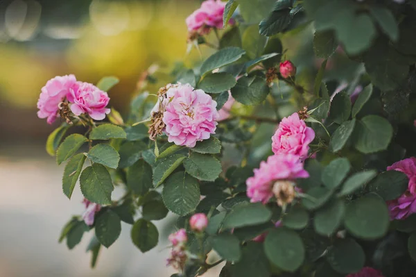 Fiori di rosa canina sul Bush al momento della fioritura 1671 . — Foto Stock