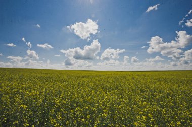 Sonsuz kolza tohumu ve mavi gökyüzü.