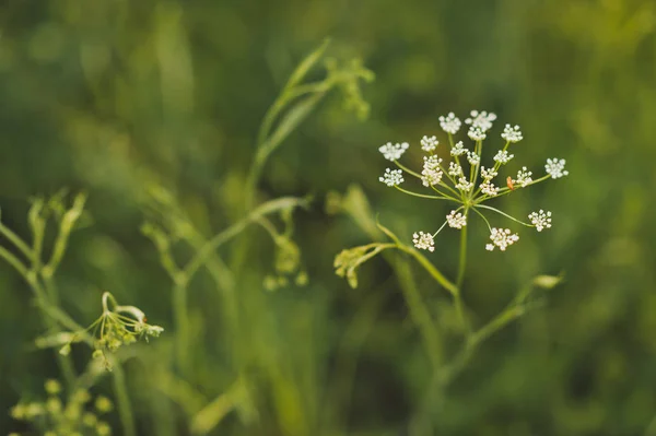 Photo Bedrentsa Saxifrage Flowers Excellent Quality — Stock Photo, Image