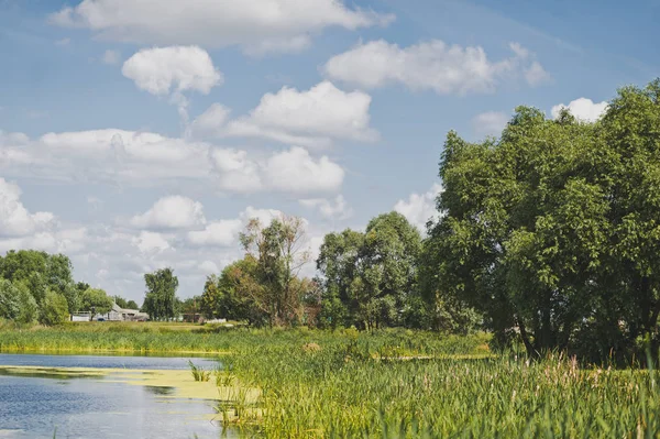 Biljetter Smalbladig Cattail Stranden Dammen — Stockfoto