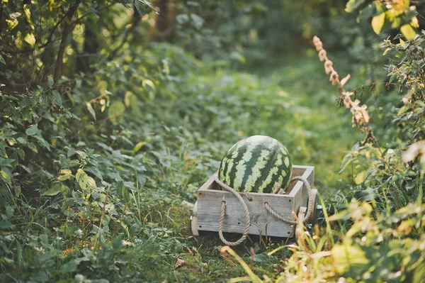 Large Watermelon Wooden Cart — Stock Photo, Image