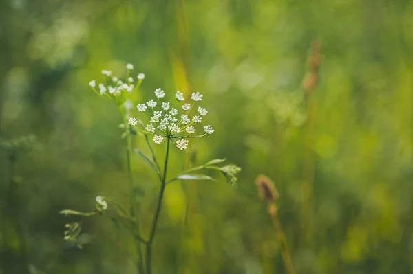 Photo Grass Bedrenets Saxifrage High Resolution — Stock Photo, Image