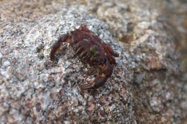 Okyanus kıyısında yengeç