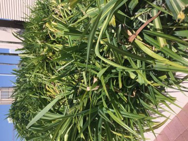 Yemyeşil manzaralar - Bir bahçede Yeşil Bitkiler.