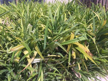 Yemyeşil manzaralar - Bir bahçede Yeşil Bitkiler.