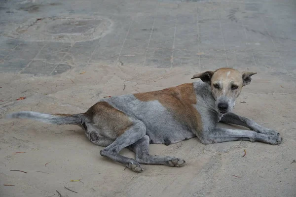 Dog laying on sand in the street. Dogs in the streets of India abandoned alone. : Udaipur India - June 2020 D3N