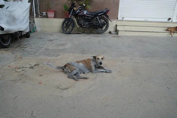 犬は通りに砂の上に寝そべっている インドの通りの犬は一人で放棄された Udaipur India 2020年6月92J — ストック写真