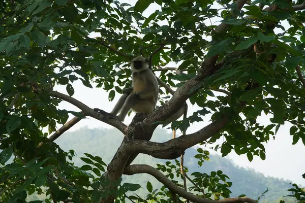Black Faced Langur Monkey Sitting Tree — Stock Photo, Image