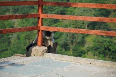 Siyah suratlı langur maymunu turistik bir yerde kırmızı parmaklıkların arkasında saklanıyor..
